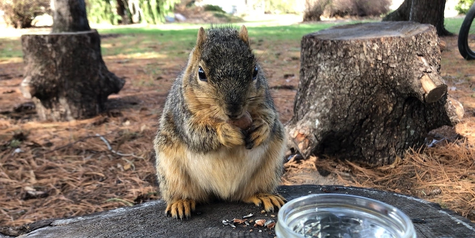 Squirrel Pecans