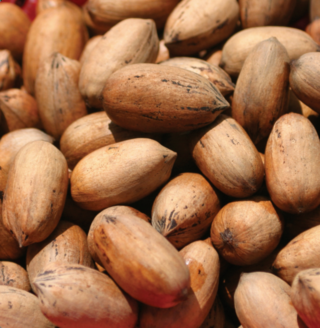 Pre-Order New Crop Inshell Pecans